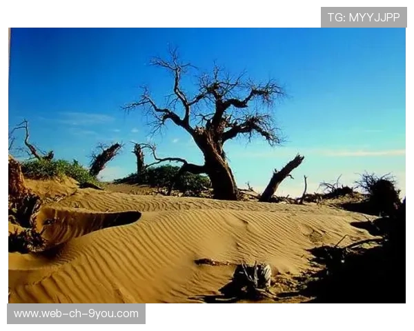 “荒野拼 Arena：沙漠、森林的极速比拼”，沙漠荒野求生物品排序