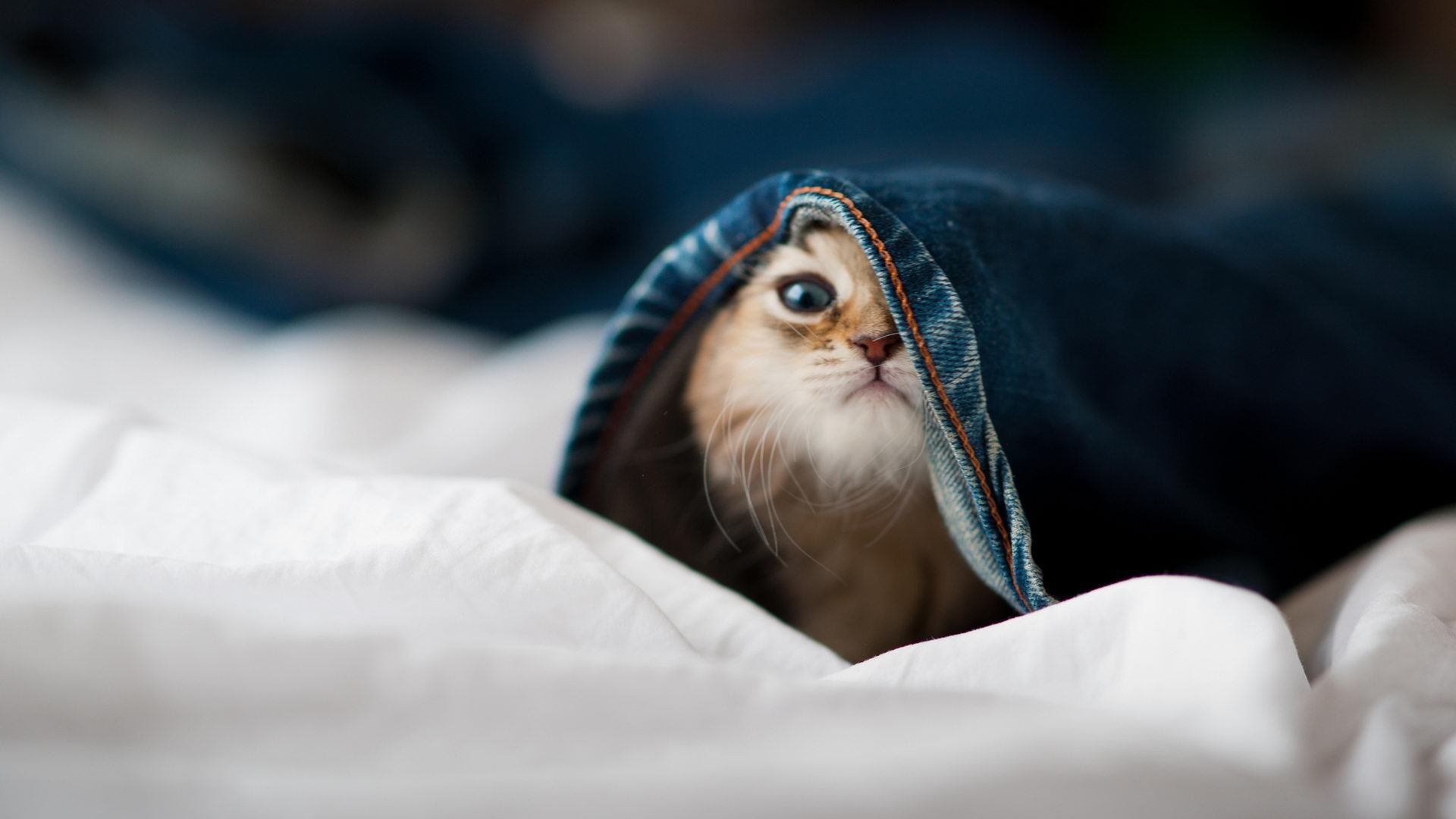 高校篮球联赛试点区域交叉赛制提升比赛观赏性，篮球比赛交叉淘汰赛