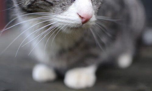 九游官网主页-中超联赛俱乐部管理模式探索，中超各俱乐部所属公司