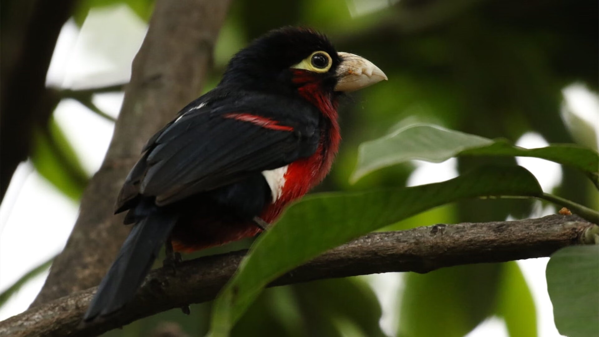九游-全国青少年足球精英赛正式启动关注度高涨，全国青少年足球锦标赛