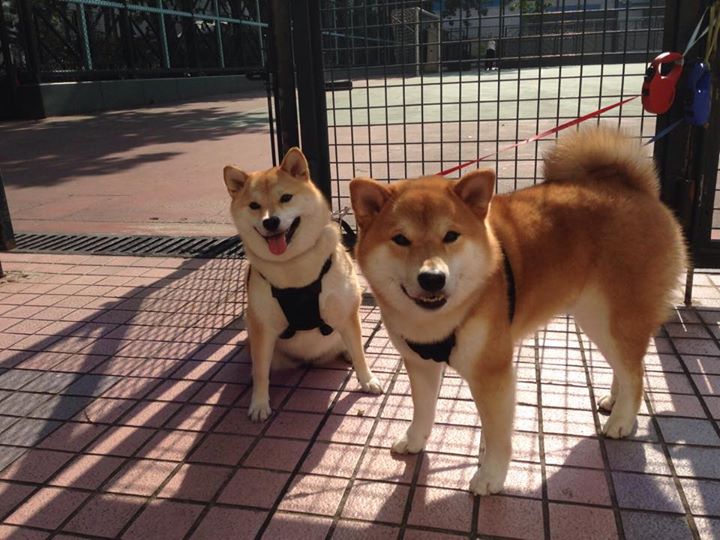 九游官网下载电脑版-加拿大七人制橄榄球比赛团队配合默契，七人制橄榄球比赛时间